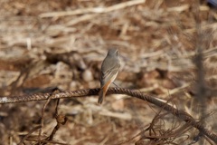 Phoenicurus phoenicurus