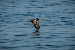 Phalacrocorax nigrogularis