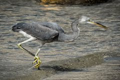 Egretta gularis