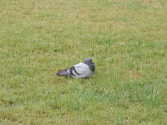 Columba livia domestica