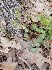 Ranunculus micranthus