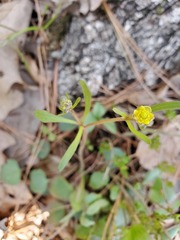Ranunculus micranthus