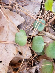 Ranunculus micranthus