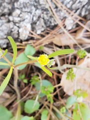 Ranunculus micranthus