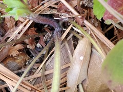 Ranunculus micranthus