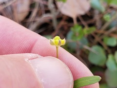 Ranunculus micranthus
