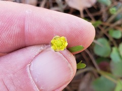 Ranunculus micranthus