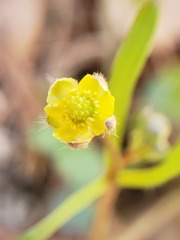 Ranunculus micranthus