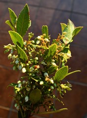 Vaccinium exul