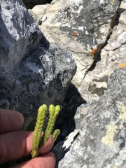 Phlegmariurus gnidioides