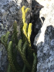 Phlegmariurus gnidioides