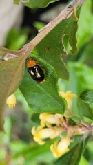 Lamprolina simillima