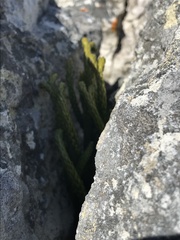 Phlegmariurus gnidioides