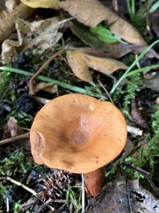Fungi