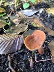 Fungi