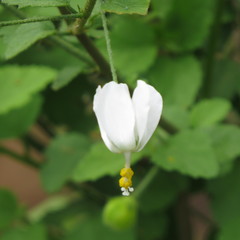 Hibiscus micranthus