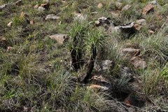 Xerophyta purpurascens