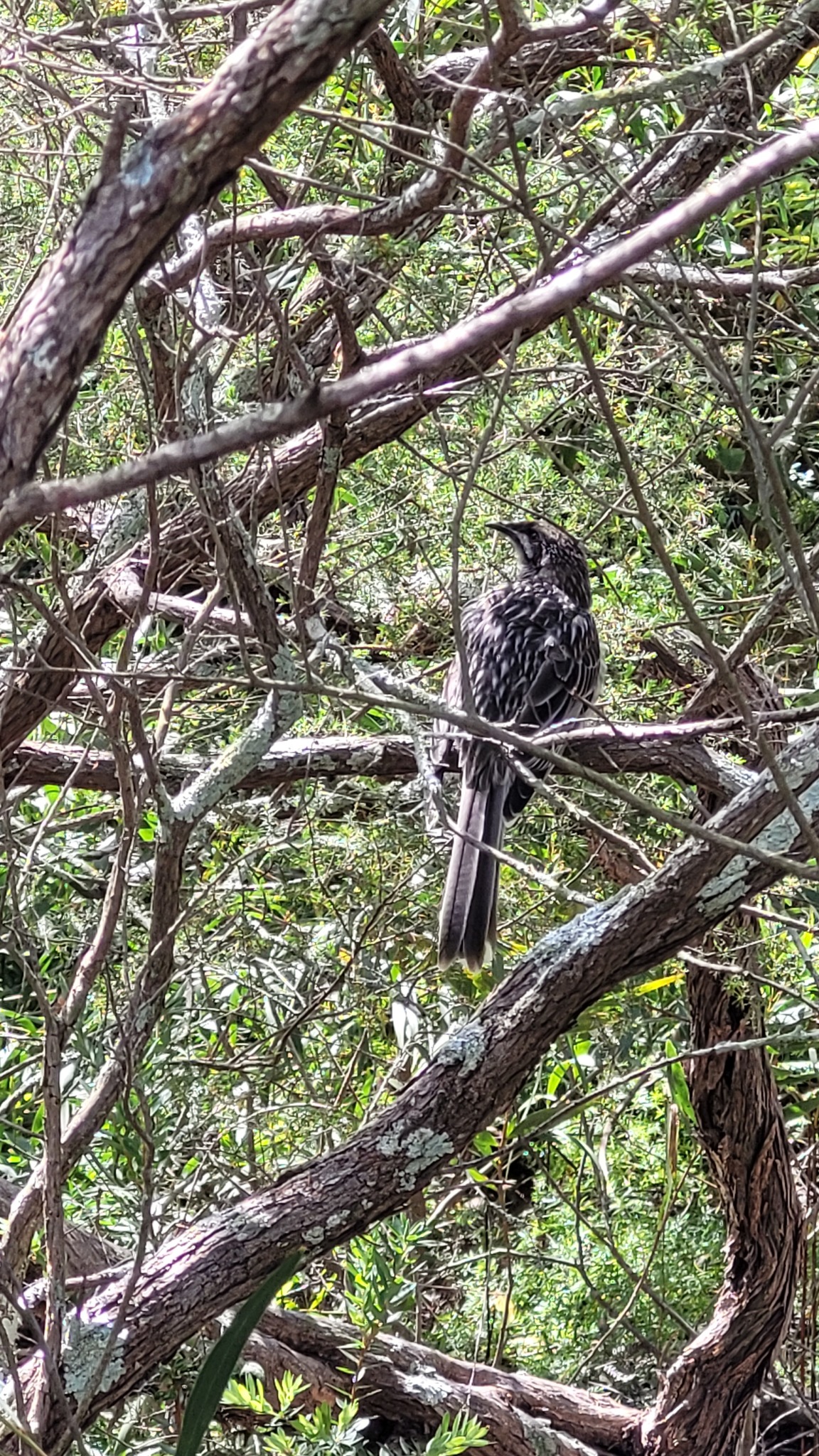 Red Wattlebird illustration