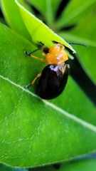 Lamprolina simillima