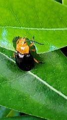 Lamprolina simillima