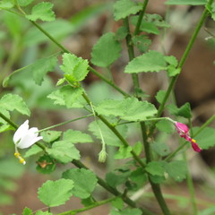 Hibiscus micranthus