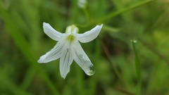 Mononeuria muscorum