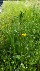 Lepidium virginicum virginicum