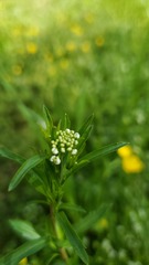Lepidium virginicum virginicum