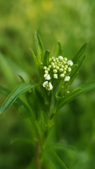 Lepidium virginicum virginicum