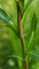 Lepidium virginicum virginicum