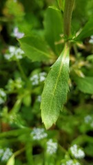 Lepidium virginicum virginicum