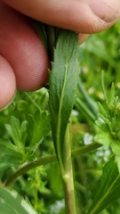 Lepidium virginicum virginicum