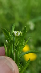 Lepidium virginicum virginicum