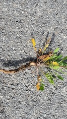 Lepidium virginicum virginicum