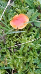 Hygrocybe mucronella