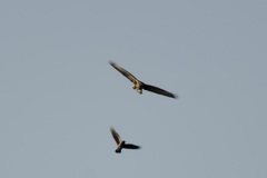Buteo buteo