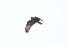 Buteo buteo