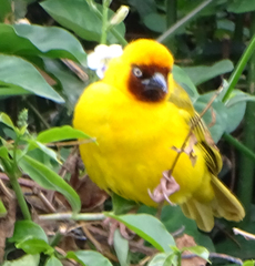 Ploceus castanops
