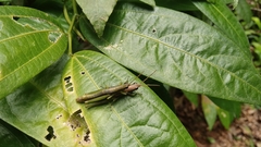 Orthacridini