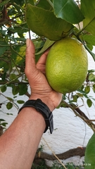 Citrus medica
