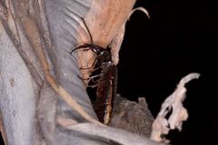 Helluonidius