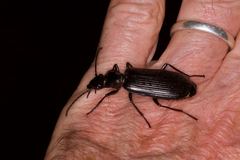 Helluonidius
