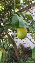 Citrus medica