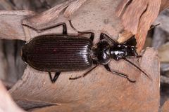 Helluonidius