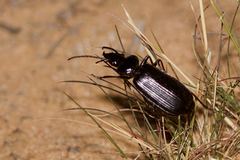 Helluonidius