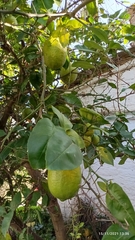 Citrus medica