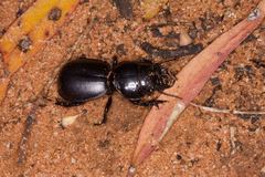 Scaraphites lenaeus lenaeus