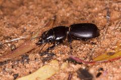 Scaraphites lenaeus lenaeus