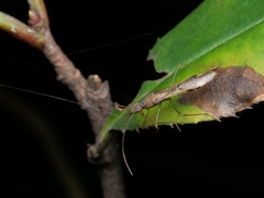 Paramarcius puncticeps