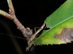 Paramarcius puncticeps